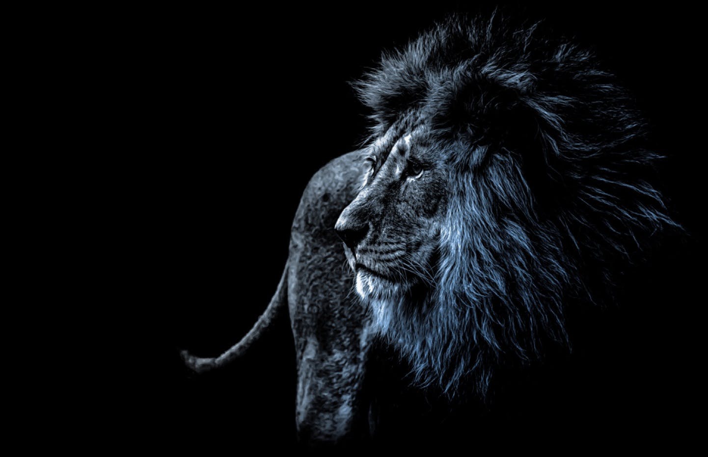 Immagine di un leone in bianco e nero con la criniera che tende sull'azzurro